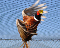 Adult Pheasant Flying in Pen
