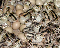 Hatched pheasant chicks