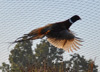 Adult Male Pheasant Flying at Windy Ridge Pheasant Farm