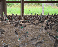 Pheasant brooder barn for 4 to 6 week old pheasant chicks