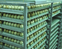 Pheasant eggs in incubator trays