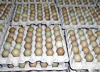 Pheasant Eggs at Windy Ridge Pheasant Farm