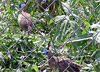 Young Pheasant Birds at Windy Ridge Pheasant Farm Game Bird Breeder